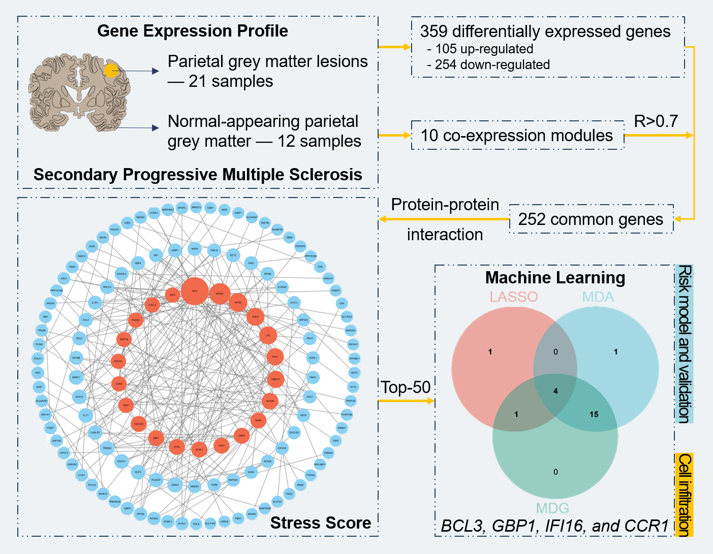 BCL3, GBP1, IFI16, and CCR1 as potential brain-derived biomarkers for parietal grey matter lesions in multiple sclerosis